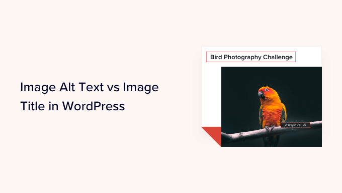 Bild Alt Text vs Bildtitel i WordPress